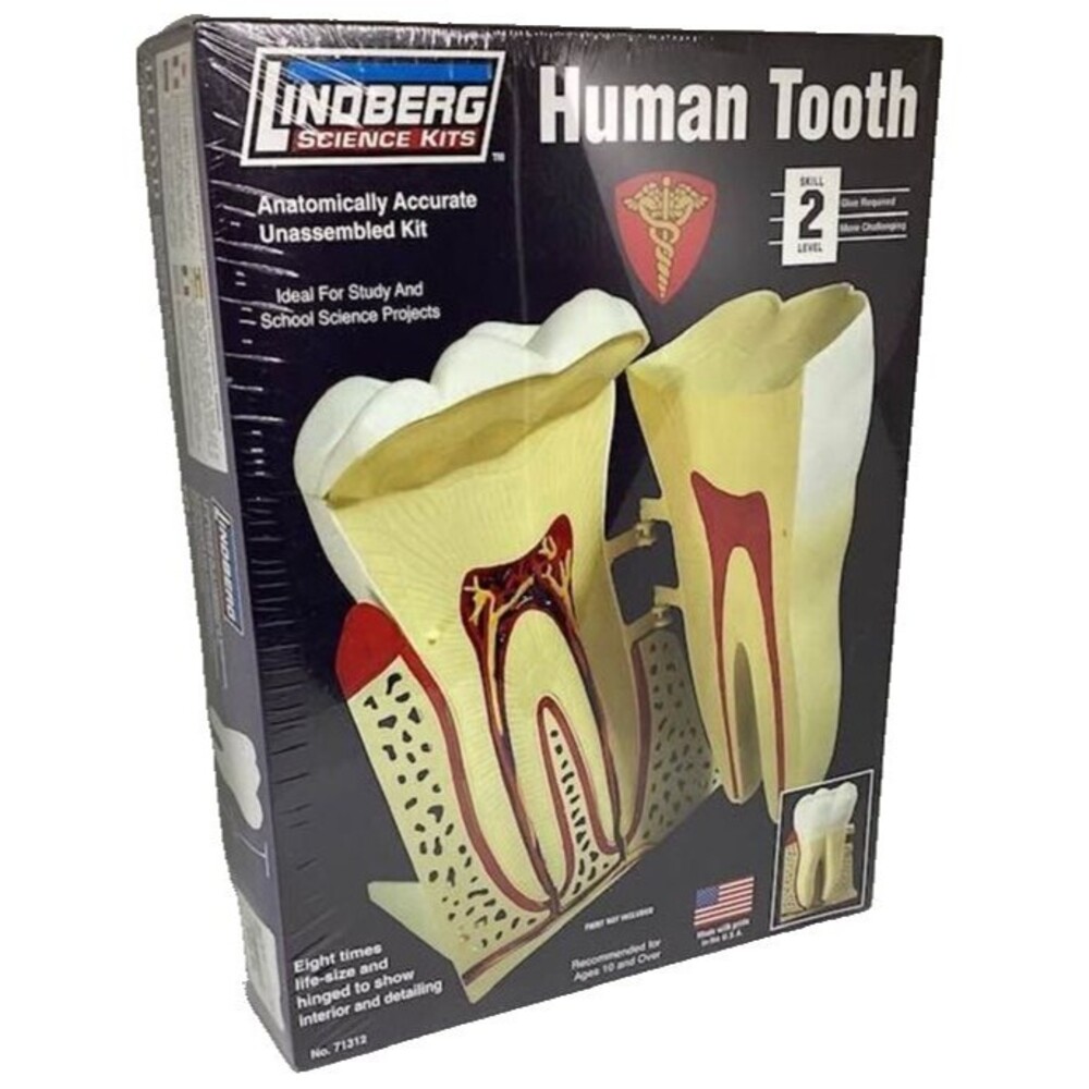 Human Tooth Kit Anatomically Accurate Unassembled Lindberg Science Dental NEW